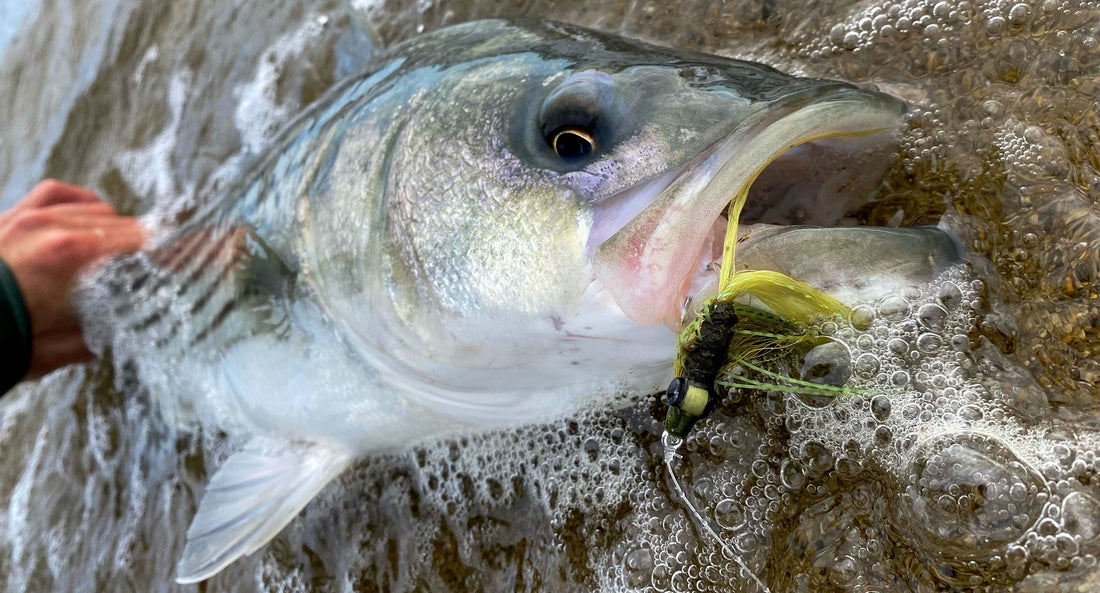 Top 5 Striped Bass Flies Spring in Maine