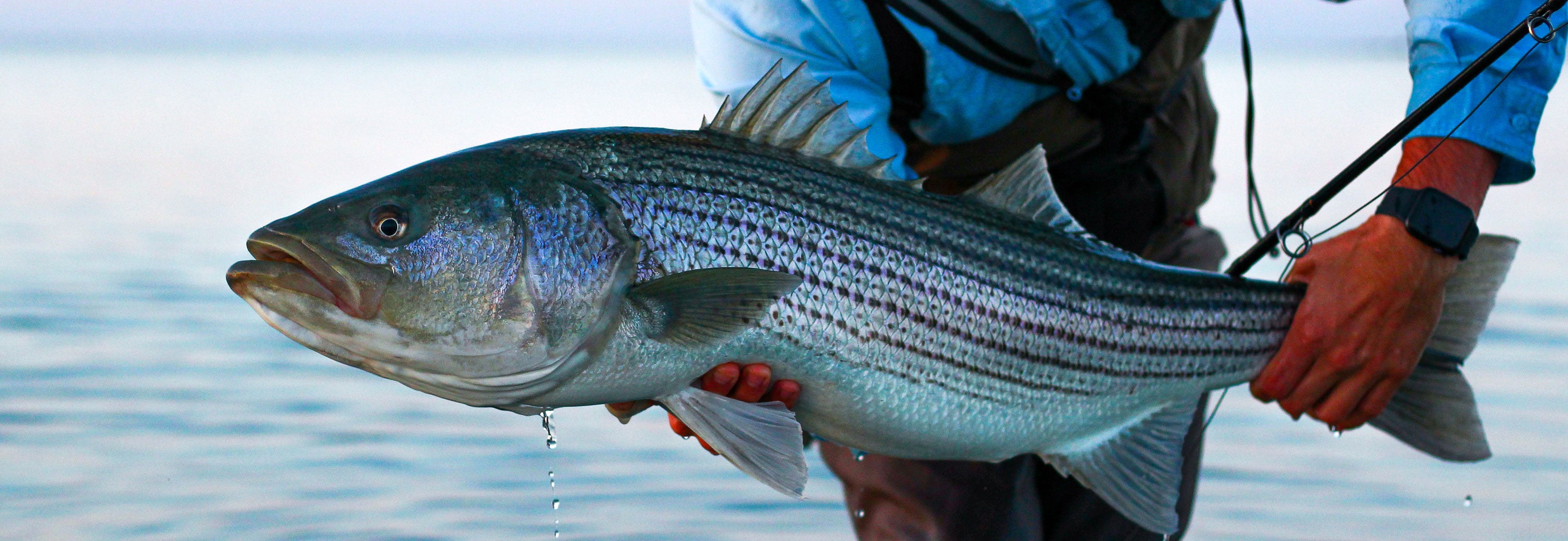 Striped Bass Fly Fishing Maine