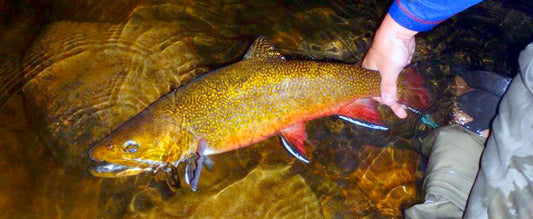 Fly Fishing For Native Brook Trout Maine