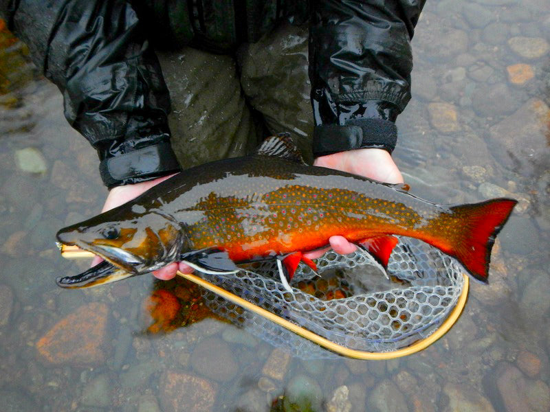 Fly Fishing Brook Trout Maine