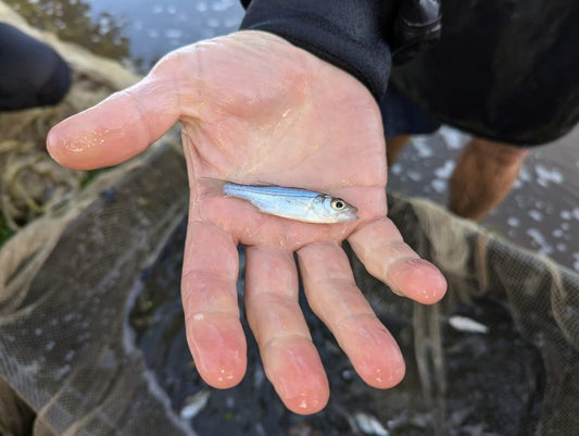 Striped Bass Spawning Results 2025