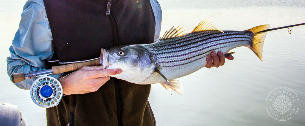 8wt or 9wt For Striped Bass?– All Points Fly Shop + Outfitter