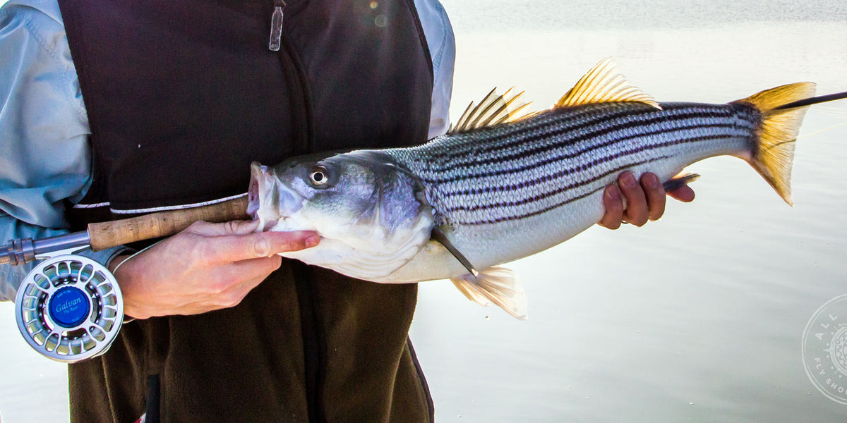 8wt or 9wt For Striped Bass?– All Points Fly Shop + Outfitter
