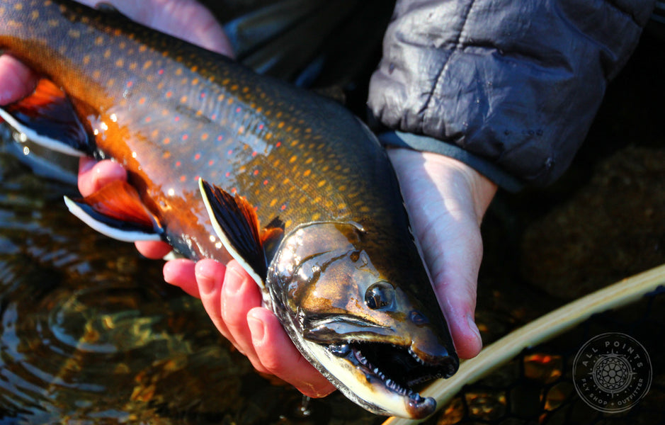 The Best Fly Fishing Lodges In Maine– All Points Fly Shop + Outfitter
