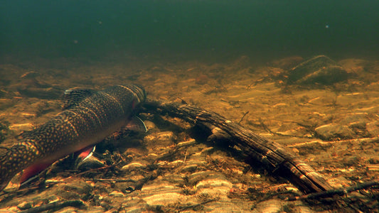 Native Maine Brook Trout Fly Fishing