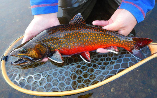 Fly Fishing Brook Trout Maine Seasons