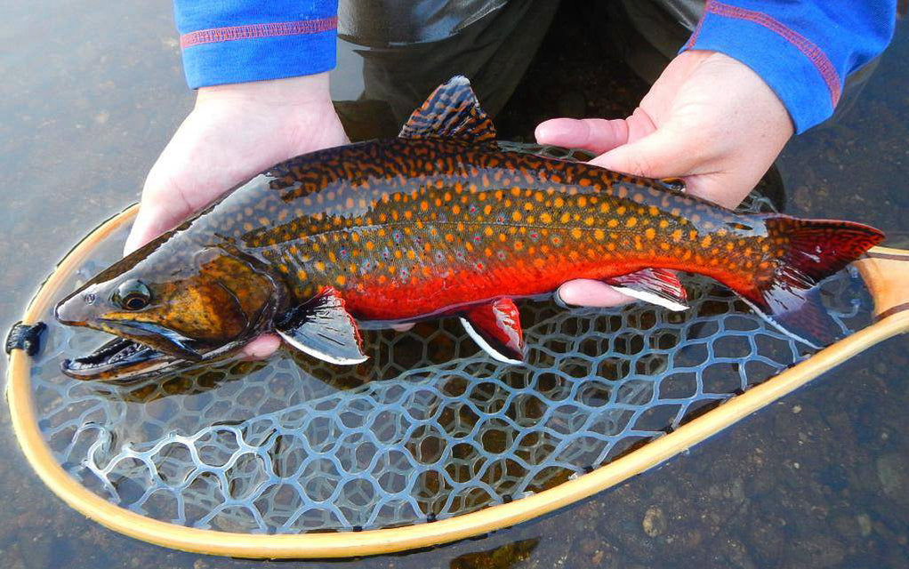 The Seasons Of Fly Fishing