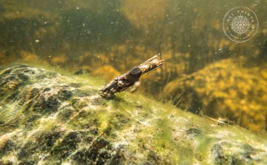 Caddis Casemaker Fly Fishing Maine