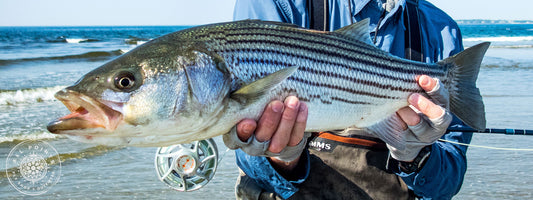 Early Season Striped Bass Fly Fishing