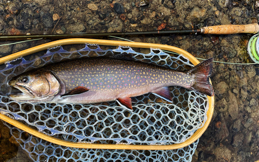 Fly Fishing in Maine in April Brook Trout