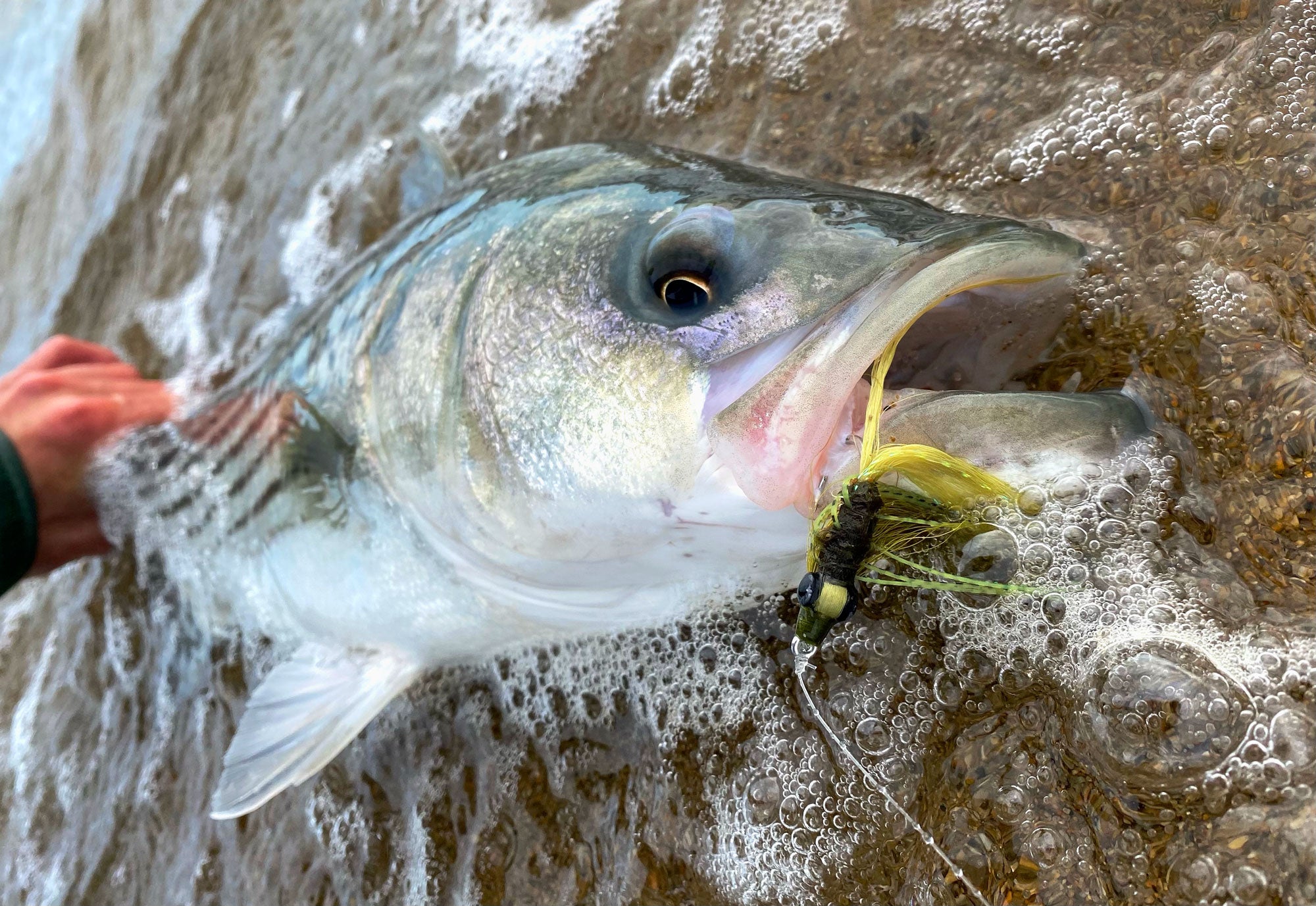 Fly Focus Fly Focus Friday: The Original Crouser – ALL POINTS FLY SHOP + OUTFITTER