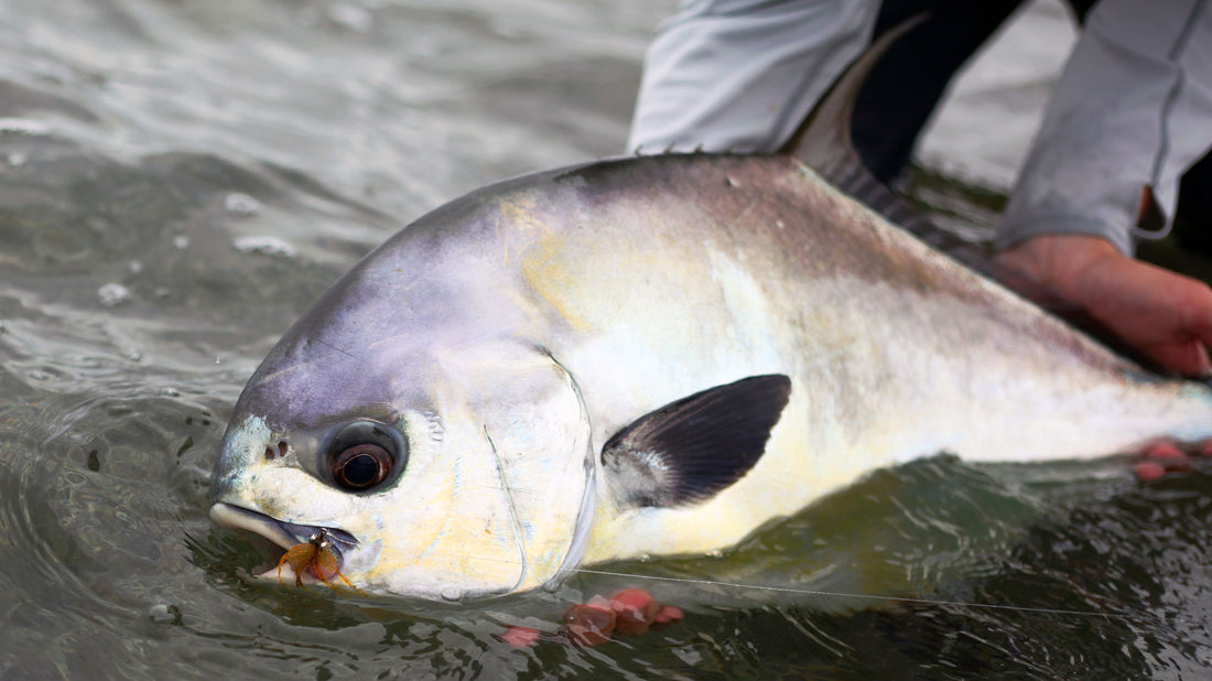 Fly Fishing for Permit in Belize