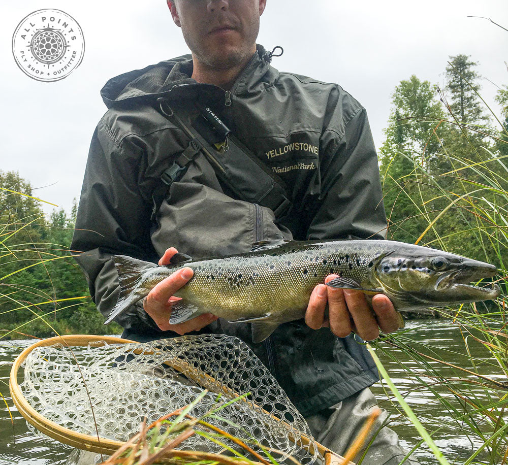 Top 5 Flies for Fall in Maine