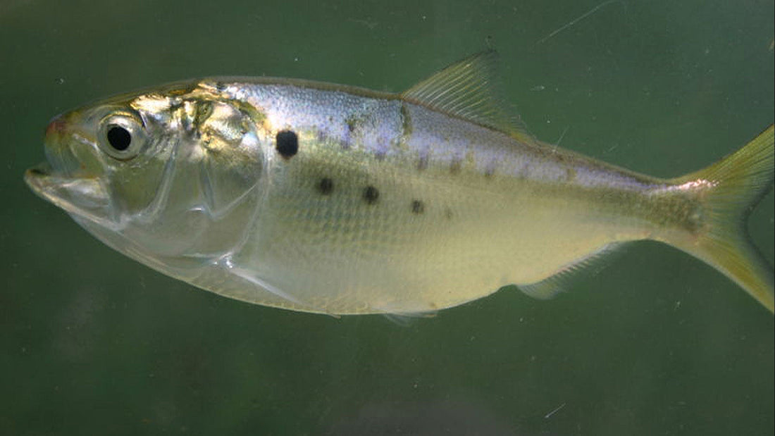 Reducing Atlantic Menhaden Catch Isn't Just Good for Striped Bass