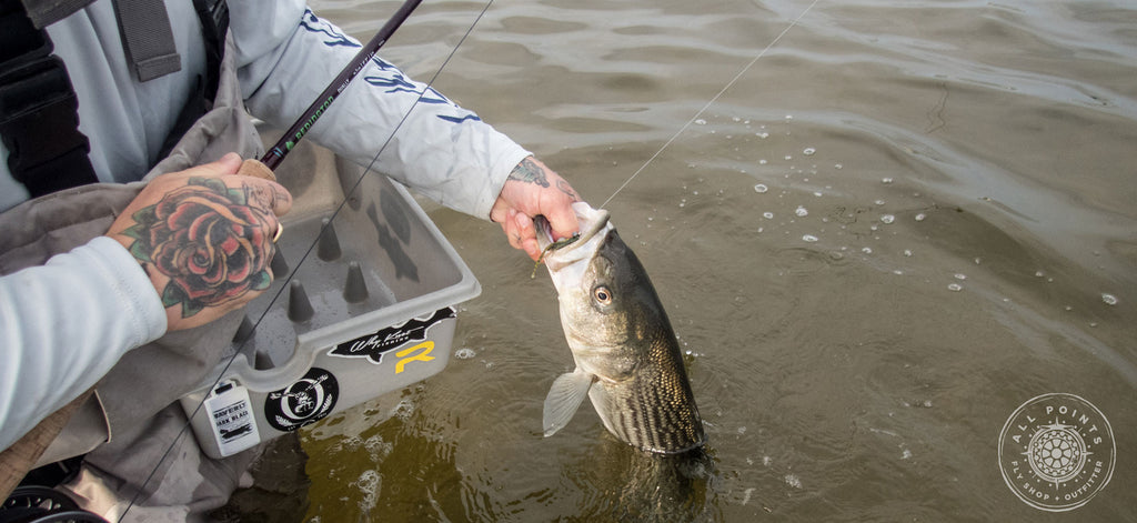 Redington Dually Review:  Using Two Handed Fly Rods For Striped Bass