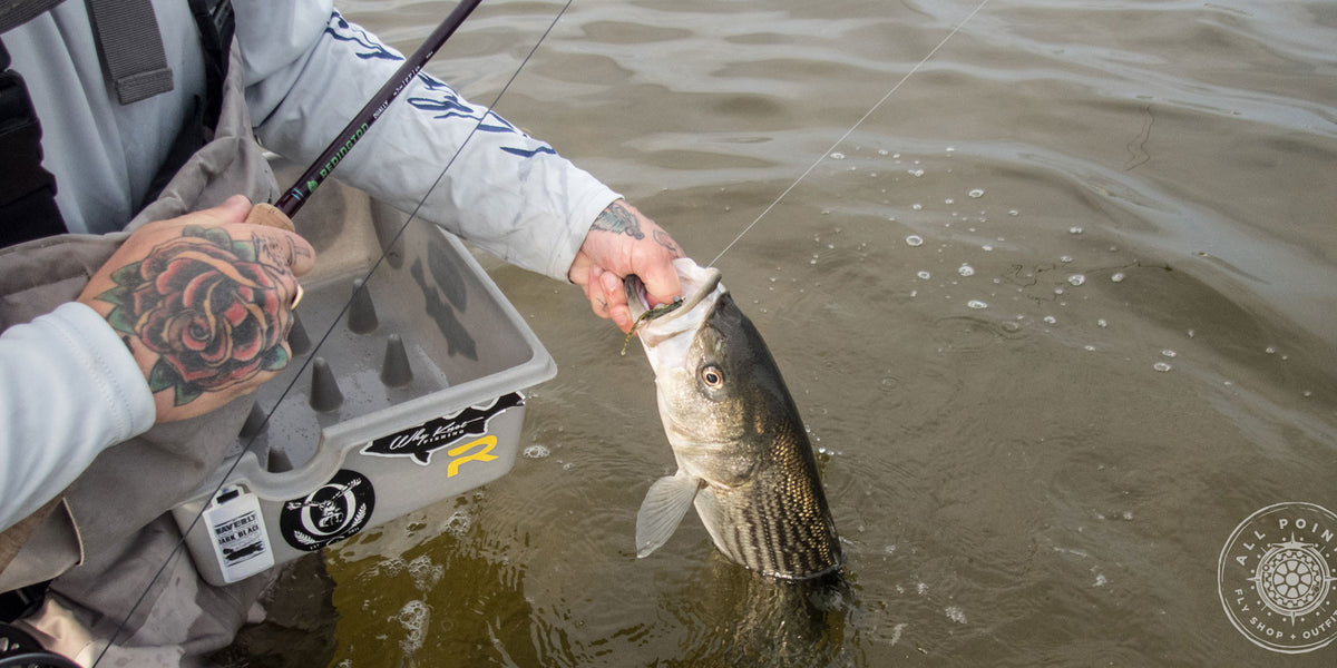 Redington Dually Review: Using Two Handed Fly Rods For Striped Bass– All  Points Fly Shop + Outfitter
