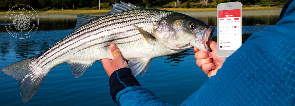 Fish Don't Read Calendars