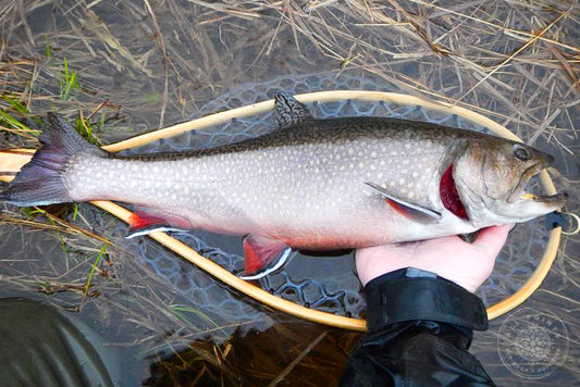 Fly Fishing Native Maine Brook Trout