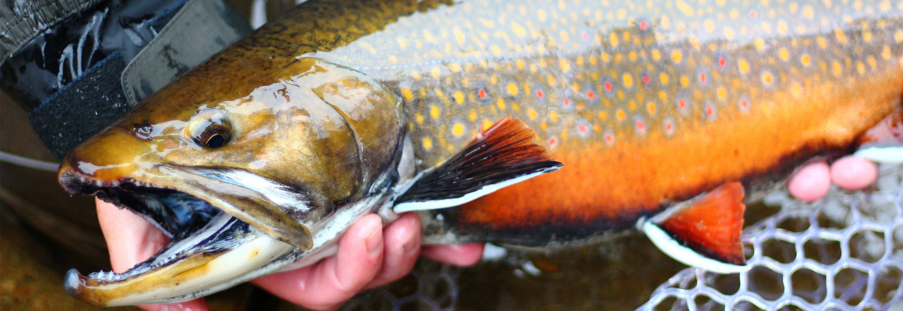 All Points Fly Shop + Outfitter – ALL POINTS FLY SHOP + OUTFITTER