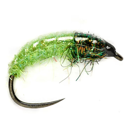 Glister Grub Rhyacophila