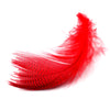 Mallard Flank Feathers Red