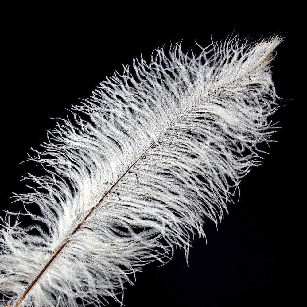 Premium Ostrich Plumes White