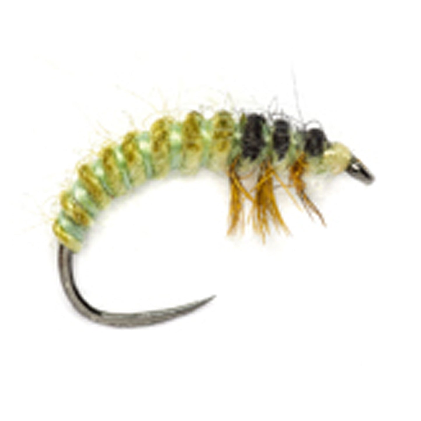 Rhyacophila Caddis Larva