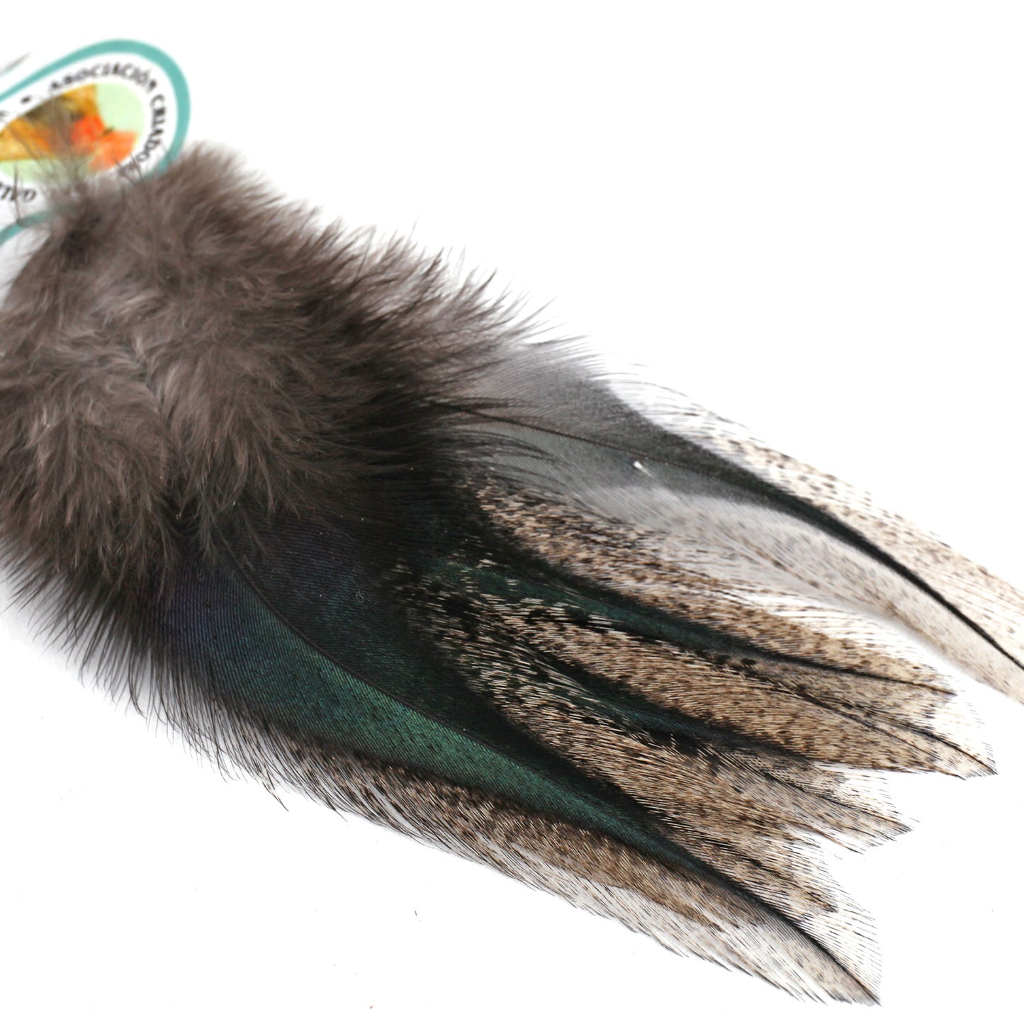 Coq De Leon (CDL) Feathers