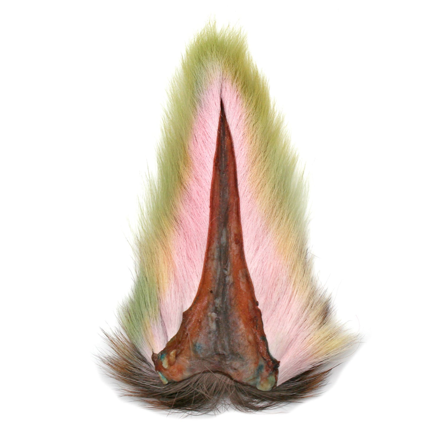 Maine Dyed Bucktail Rainbow Trout