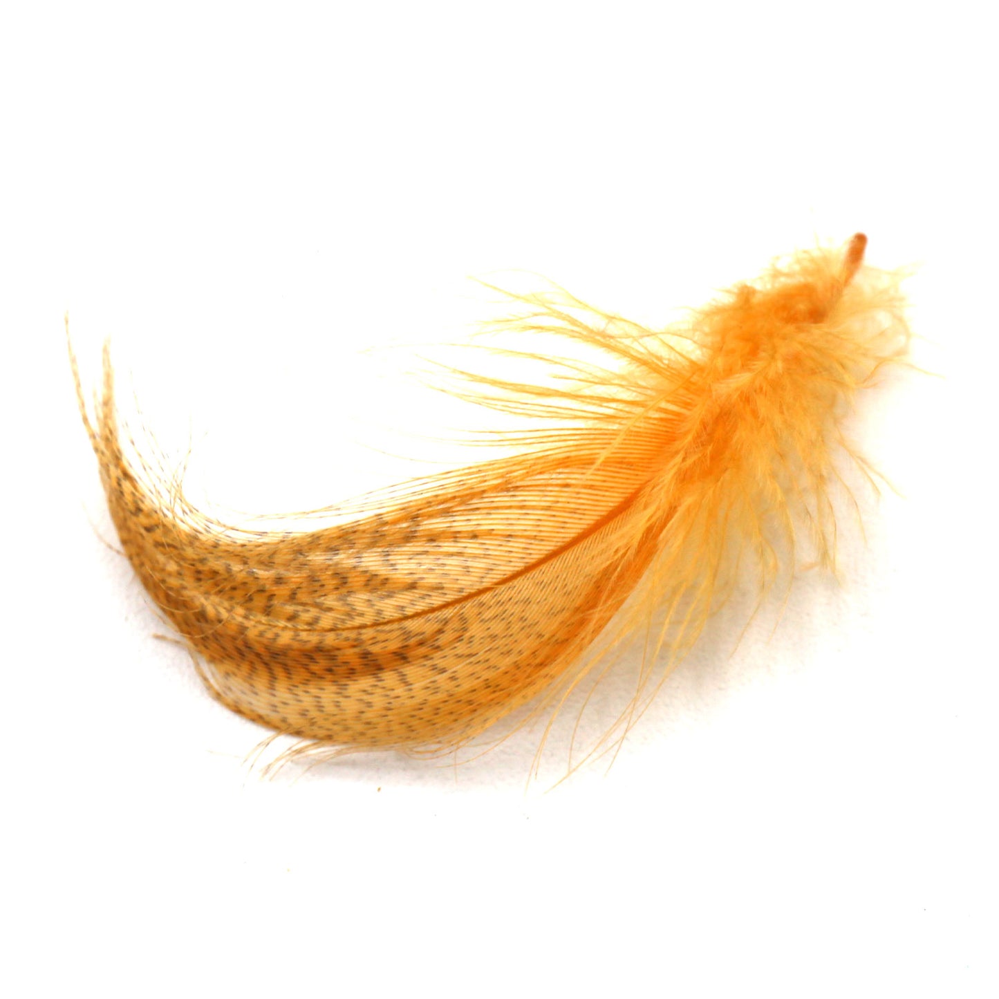 Mallard Flank Wood Duck Gold